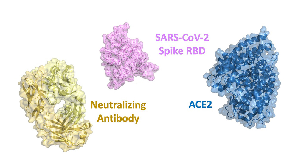 Anti-SARS vaccine candidates with Enhanced Efficacy and Safety